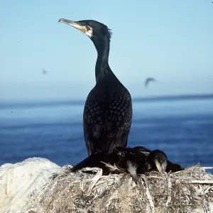 COMMON CORMORANT - on rock COMMON CORMORANT - on rock