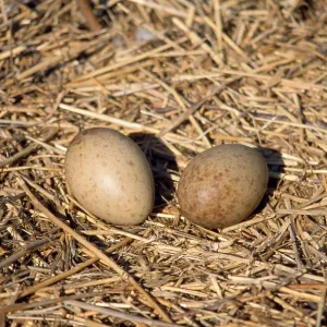 Common Crane - nest with eggs