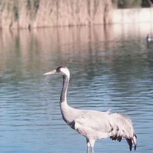 Common CRANE - wading Common CRANE - wading