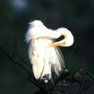 COMMON EGRET - preening