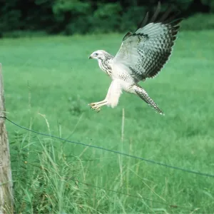 Common / European Buzzard - in flight Common / European Buzzard - in flight