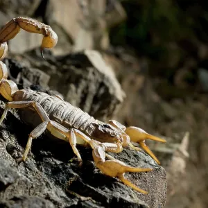 Common European Scorpion - female Common European Scorpion - female