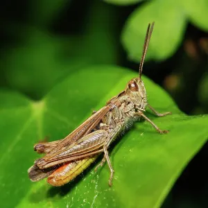 Common Field Grasshopper Common Field Grasshopper