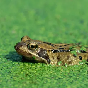 Common Frog - at surface of pond in pondweed Common Frog - at surface of pond in pondweed