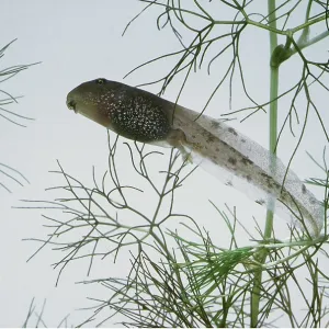 COMMON FROG TADPOLE - with back legs