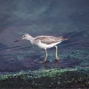 Common Greenshank - wading through water Common Greenshank - wading through water