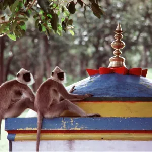 Common / Grey Langur MONKEYS - two at temple