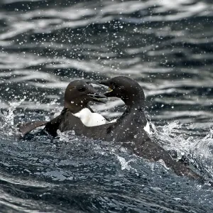 Common Guillemots fighting in the water