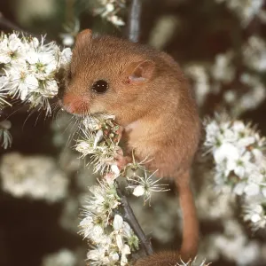 Common / Hazel DORMOUSE - climbing in Blackthorn Common / Hazel DORMOUSE - climbing in Blackthorn