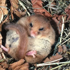 Common / Hazel DORMOUSE - hibernating Common / Hazel DORMOUSE - hibernating
