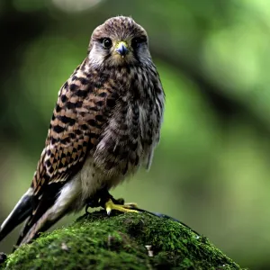 Common Kestrel juvenile on rock