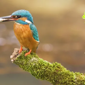 Common Kingfisher - Adult male with fish prey in beak