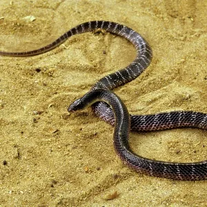 COMMON KRAIT SNAKE COMMON KRAIT SNAKE