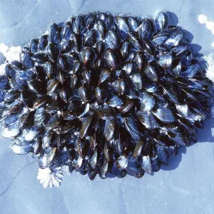 COMMON MUSSELS COMMON MUSSELS
