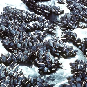COMMON MUSSELS COMMON MUSSELS