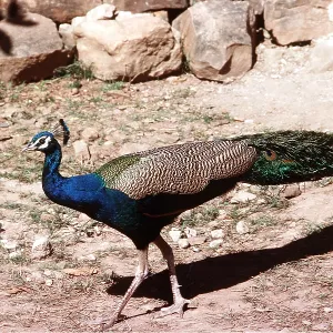 Common PEACOCK / PEAFOWL - male, side view