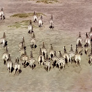 Common / Plains / Burchell's ZEBRA - group running Common / Plains / Burchell's ZEBRA - group running