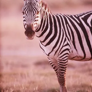 Common / Plains / Burchell's ZEBRA - scar on ear Common / Plains / Burchell's ZEBRA - scar on ear
