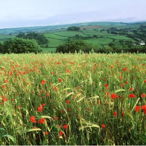 Common POPPIES - in green barley field Common POPPIES - in green barley field