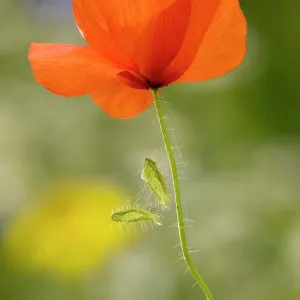 Common Poppy or Field Poppy, with fallen sepals Common Poppy or Field Poppy, with fallen sepals