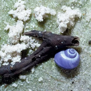 common purple Sea Snail - washed up on beach common purple Sea Snail - washed up on beach
