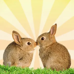 : Greetings cards - cute