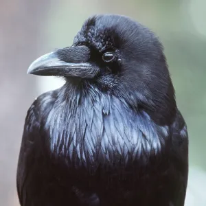 COMMON RAVEN - close-up of head