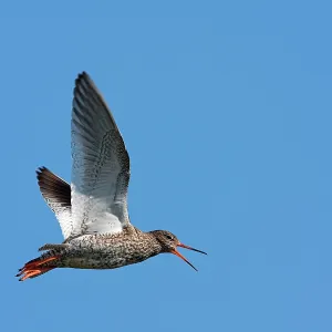 Common Redshank - Single adult in flight calling Common Redshank - Single adult in flight calling