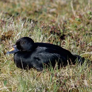 COMMON SCOTER DUCK - on grass COMMON SCOTER DUCK - on grass