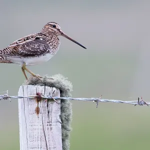 Common Snipe - Single adult perching on fence post Common Snipe - Single adult perching on fence post