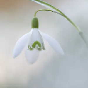Common Snowdrop (Galanthus nivalis) flowering Common Snowdrop (Galanthus nivalis) flowering
