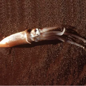 COMMON SQUID COMMON SQUID