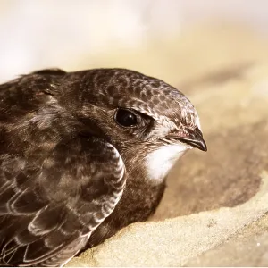Common SWIFT - close-up of head Common SWIFT - close-up of head