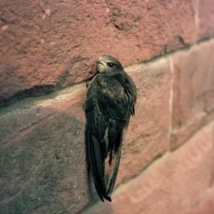 Common SWIFT - on wall Common SWIFT - on wall