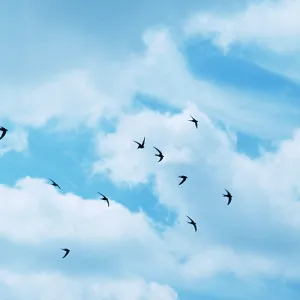 Common SWIFTS Common SWIFTS