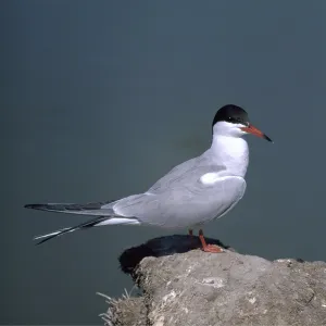 Common Tern - on rock Common Tern - on rock