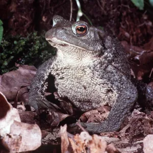 COMMON TOAD COMMON TOAD