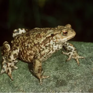 COMMON TOAD