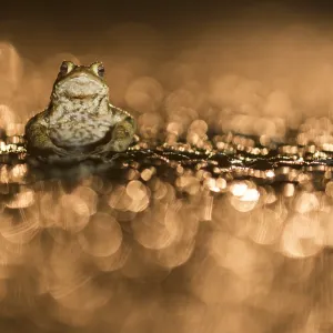 Common Toad (Bufo bufo) male on wet road after Common Toad (Bufo bufo) male on wet road after