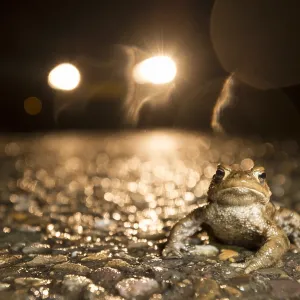 Common Toad (Bufo bufo) male on wet road during Common Toad (Bufo bufo) male on wet road during
