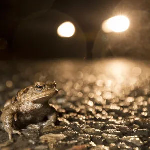 Common Toad (Bufo bufo) male on wet road during Common Toad (Bufo bufo) male on wet road during
