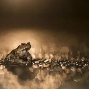 Common Toad (Bufo bufo) male on wet road during Common Toad (Bufo bufo) male on wet road during