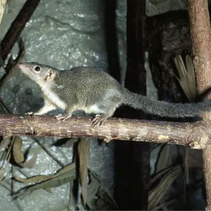 Common Tree SHREW - walking along branch Common Tree SHREW - walking along branch