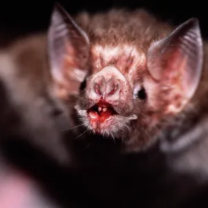 Common Vampire Bat - close-up face after feeding Common Vampire Bat - close-up face after feeding