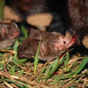 Common Vampire BAT - feeding on a cowos leg at Common Vampire BAT - feeding on a cowos leg at