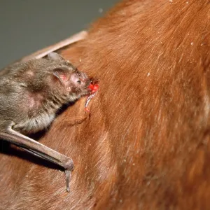 Common Vampire BAT - feeding on neck of horse Common Vampire BAT - feeding on neck of horse