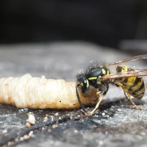Common wasp - dissecting wax moth larva - UK Common wasp - dissecting wax moth larva - UK