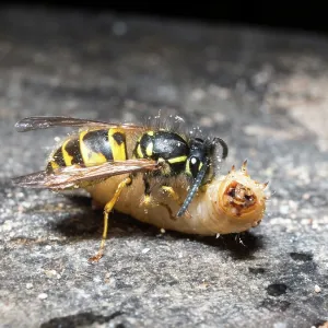 Common wasp - dissecting wax moth larva - UK Common wasp - dissecting wax moth larva - UK
