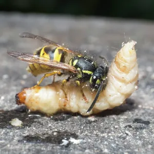 Common wasp - dissecting wax moth larva - UK Common wasp - dissecting wax moth larva - UK