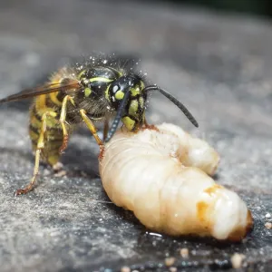 Common wasp - dissecting wax moth larva - UK Common wasp - dissecting wax moth larva - UK